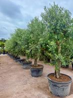 Olijfboom - Olijfbomen - Olea europaea 275/300 cm hoog!!!, Ophalen of Verzenden, Olijfboom, 250 tot 400 cm, Zomer