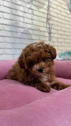 Exclusieve Maltipoo Super mini teefje pup (Azian Toy Poedel), Dieren en Toebehoren, Honden | Chihuahua's en Gezelschapshonden