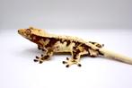 Wimpergekko/crested gecko/correlophus ciliatus, Dieren en Toebehoren, Hagedis, Tam, 0 tot 2 jaar