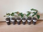 Baby japanse mispel boompjes, kamerplantjes, baby boompjes, Minder dan 100 cm, Lente, Overige soorten, Volle zon