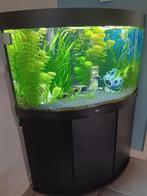 Aquarium incl toebehoren en vissen, Dieren en Toebehoren, Vissen | Aquaria en Toebehoren, Ophalen of Verzenden, Zo goed als nieuw