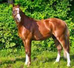 Super leuke welsh pony c maat, Ruin, 3 tot 6 jaar