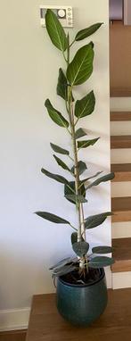 Kamerplant ficus elastica 110 cm hoog, Ophalen, Ficus, 100 tot 150 cm