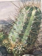 Cactussen door A Laren, Gelezen, Ophalen of Verzenden, Bloemen, Planten en Bomen