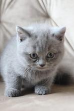 Britse korthaar kittens met stamboom beschikbaar ️, Dieren en Toebehoren, Katten en Kittens | Raskatten | Korthaar, Meerdere dieren