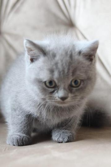 Britse korthaar kittens met stamboom beschikbaar ️ beschikbaar voor biedingen