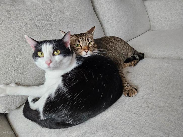 Twee lieve poesjes zoeken samen een nieuw huis, Dieren en Toebehoren, Katten en Kittens | Overige Katten, Poes