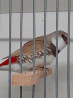 Diamantvink bruin MAN, Dieren en Toebehoren, Mannelijk, Tropenvogel, Geringd