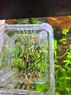 Caridina mix minimaal 75 stuks met aquarium., Dieren en Toebehoren, Vissen | Aquariumvissen, Kreeft, Krab of Garnaal