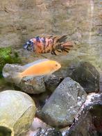 Malawi multicolor en metriaclima gresakei jonkies, Dieren en Toebehoren, Vis