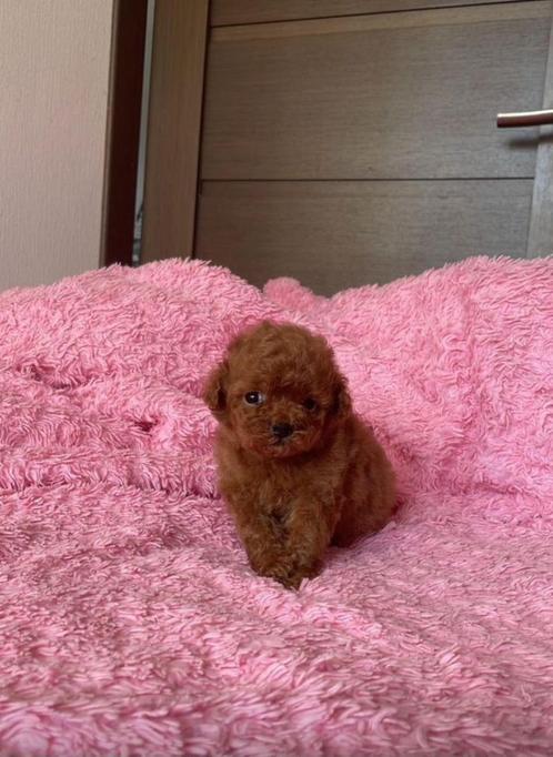Toy poedel/toypoedel pup, Dieren en Toebehoren, Honden | Chihuahua's en Gezelschapshonden, Teef, Poedel, Particulier, Eén hond