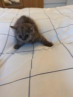 Britise Korthaar kittens, Meerdere dieren