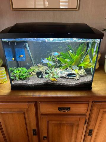 Te koop aquarium beschikbaar voor biedingen