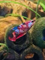 Kempvis vrouw, Ophalen