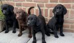 Bijzonder mooie FRIESE STABIJ x LABRADOR pups, Dieren en Toebehoren, Honden | Niet-rashonden, Nederland, CDV (hondenziekte), 8 tot 15 weken