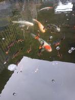 6 grote kois en 50 a 70 +- kleine kois, Karper of Koi