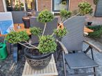 Ilex convexa vormsnoei, Ophalen, Overige soorten, Halfschaduw