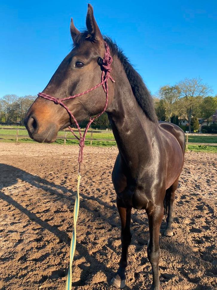 Bijrijder gezocht, Dieren en Toebehoren, Stalling en Weidegang