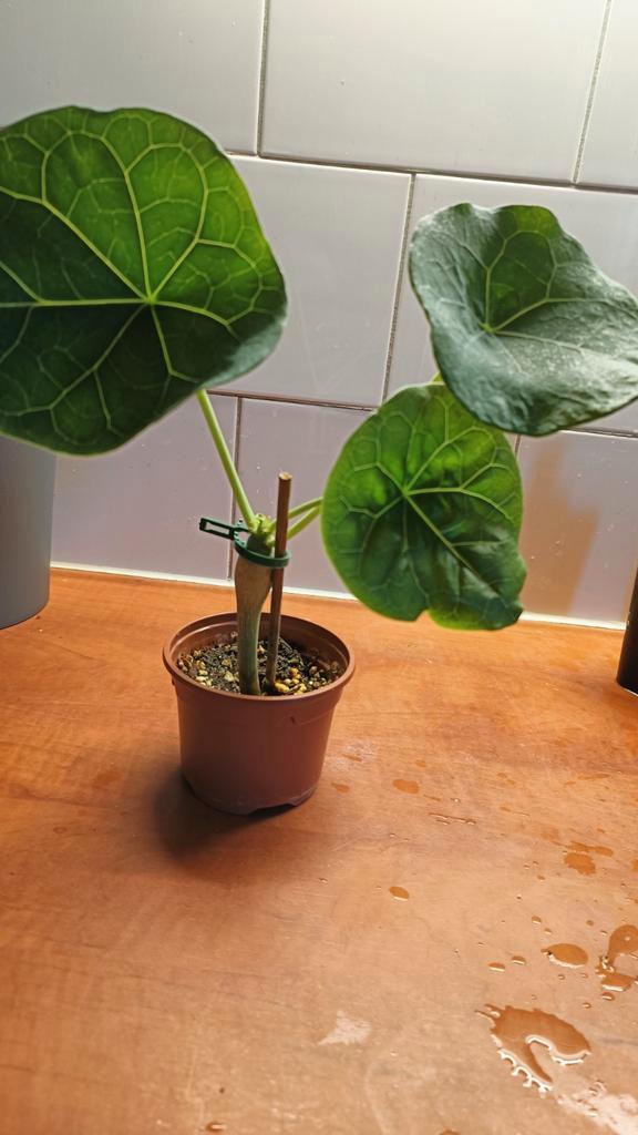 Yatropha podriga [yellow] Gele bloemen - 6 mnd oude zaailing, Huis en Inrichting, Kamerplanten, Cactus, Minder dan 100 cm, Bloeiende kamerplant