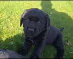 Te koop: lieve, sociale, zwarte labradorpups!, Dieren en Toebehoren, Rabiës (hondsdolheid), 8 tot 15 weken, Labrador retriever