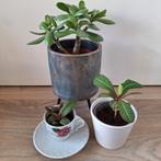 Crassula ovata Cyanotis beddomei Euphorbia leuconeura, Ophalen, Overige soorten, Minder dan 100 cm