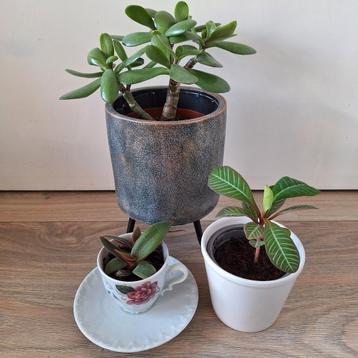 Crassula ovata Cyanotis beddomei Euphorbia leuconeura  beschikbaar voor biedingen