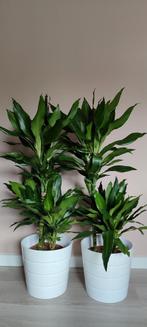 Kamerplanten, bloempot, plantpot, Yucca, Dracaena, Ficus, Huis en Inrichting, Kamerplanten, Ophalen, 100 tot 150 cm, Halfschaduw