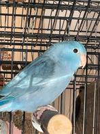 Blauwe Forpus pop, Vrouwelijk, Dwergpapegaai of Agapornis