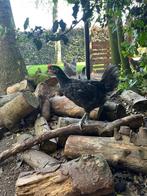 Jonge australorp haan, Dieren en Toebehoren, Pluimvee, Mannelijk, Kip