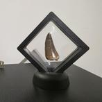 fossiel, Ophalen of Verzenden, Fossiel