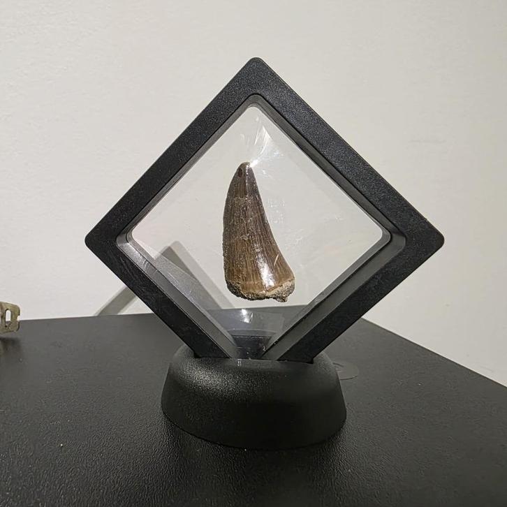 fossiel, Verzamelen, Mineralen en Fossielen, Fossiel, Ophalen of Verzenden