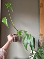 Monstera Burle Marx Flame, Ophalen of Verzenden, Halfschaduw, Minder dan 100 cm