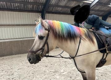 Leaser / Bijrijdster gezocht voor hele lieve fjordenruin beschikbaar voor biedingen