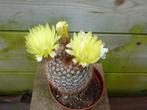 parodia notocactus schlosseri cactus succulent vetplant, Huis en Inrichting, Kamerplanten, Cactus, Minder dan 100 cm, Ophalen of Verzenden