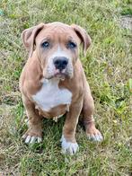 American Bully xl met stamboom, Overige rassen, CDV (hondenziekte), 8 tot 15 weken, Teef