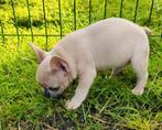 Nog 1 super knap, lief franse bulldog pup reutje, Dieren en Toebehoren, Honden | Bulldogs, Pinschers en Molossers, CDV (hondenziekte)