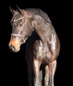 Talentvolle en zeer relaxte 6j Kitt x Tangelo vd Zuuthoeve, Dieren en Toebehoren, Pony's, Springpony, 3 tot 6 jaar, Merrie, E pony (1.48m - 1.57m)