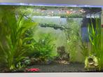 Gratis Guppies af te halen, Dieren en Toebehoren, Vissen | Aquariumvissen, Vis, Zoetwatervis, Schoolvis