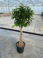 Ficus Benjamina Exotica (150cm hoog), Huis en Inrichting, Ficus, Ophalen of Verzenden