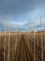Betula pendula ruwe berk, Tuin en Terras, Planten | Bomen, Ophalen, Volle zon, Overige soorten