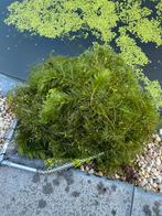 Zuurstofplanten, hoornblad, vijverplanten per emmer, Tuin en Terras, Vijvers, Ophalen, Zo goed als nieuw
