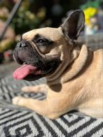 Opzoek naar nieuw liefdevol baasje., Dieren en Toebehoren, Reu, CDV (hondenziekte), Bulldog, Eén hond