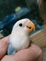 Prachtige piep jonge agapornis fisheri opaline slaty blauw, Dieren en Toebehoren, Vogels | Parkieten en Papegaaien, Vrouwelijk