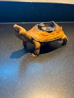 Asbak in de vorm van een schildpad 19e eeuws €85, Ophalen of Verzenden