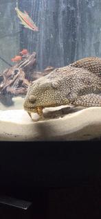 Gratis grote algeneter af te halen. Zeilvin pleco, Dieren en Toebehoren, Vissen | Aquariumvissen, Vis, Zoetwatervis