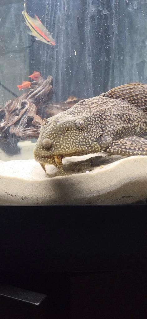 Gratis grote algeneter af te halen. Zeilvin pleco, Dieren en Toebehoren, Vissen | Aquariumvissen, Zoetwatervis, Vis