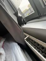 Lief kitten/katje gezocht als speelkameraadje voor Zara, Dieren en Toebehoren, Katten en Kittens | Overige Katten, Poes