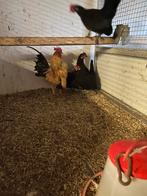 Serama’s kippen (B klasse), Dieren en Toebehoren, Geslacht onbekend, Kip