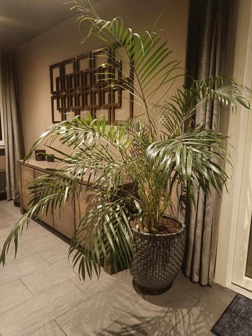 Grote Palm in Luxe Pot - Wegens Verhuizing, Huis en Inrichting, Kamerplanten, Palm, 100 tot 150 cm, Groene kamerplant, Halfschaduw