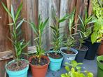 5 oleander zaailingen, Tuin en Terras, Planten | Tuinplanten, Ophalen, Vaste plant, Overige soorten, Volle zon